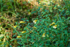 Impatiens noli-tangere