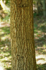 Quercus acutissima