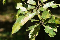 Quercus acutissima