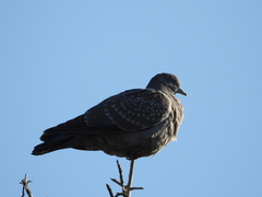 Patagioenas maculosa