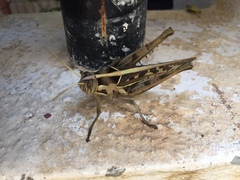 Cyrtacanthacris tatarica