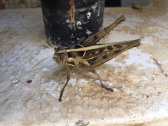 Cyrtacanthacris tatarica