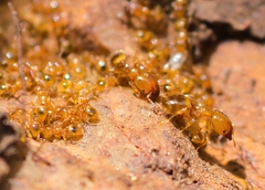 Pheidole