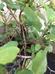 Cyrtacanthacris tatarica