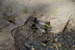 Graphium antiphates