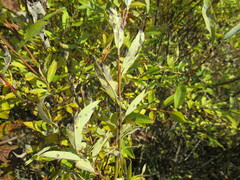 Salix gmelinii