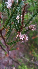 Sprengelia incarnata