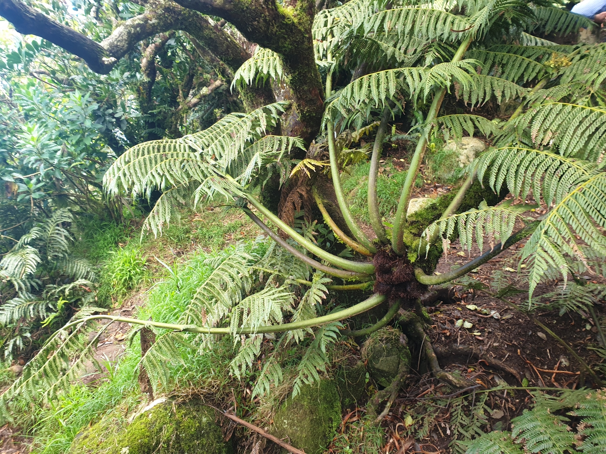 Sphaeropteris robusta