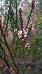 Sprengelia incarnata