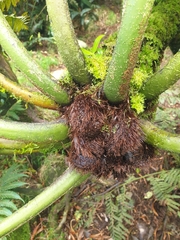 Sphaeropteris robusta