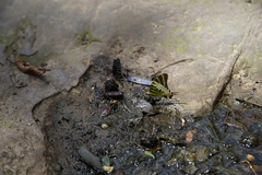 Graphium antiphates