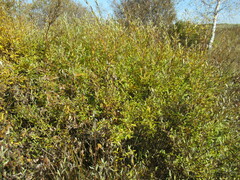 Salix gmelinii