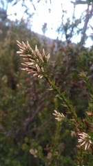 Sprengelia incarnata