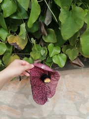 Aristolochia littoralis