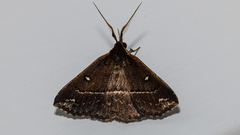 Adrapsa ablualis