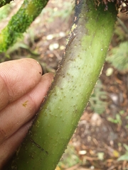 Sphaeropteris robusta