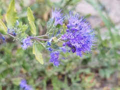 Caryopteris mongholica