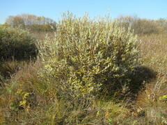 Salix gmelinii