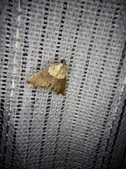 Agrotera nemoralis