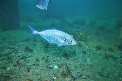 Pseudocaranx georgianus