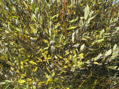 Salix gmelinii