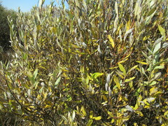 Salix gmelinii