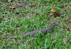 Varanus salvator macromaculatus