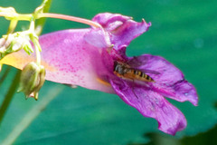 Episyrphus balteatus