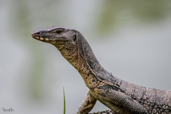Varanus salvator macromaculatus
