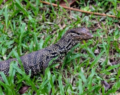 Varanus salvator macromaculatus