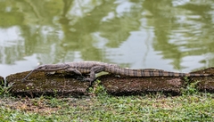 Varanus salvator macromaculatus