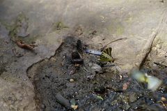 Graphium antiphates
