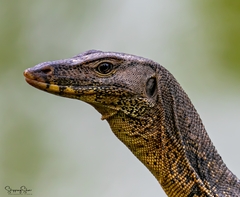 Varanus salvator macromaculatus