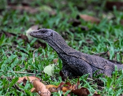 Varanus salvator macromaculatus