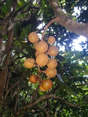 Dysoxylum pachyphyllum