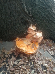 Laetiporus