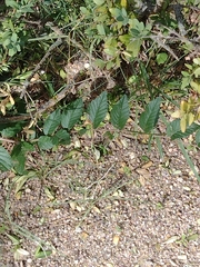 Ulmus pumila