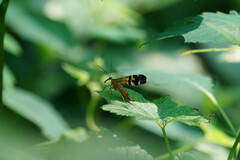 Panorpa japonica