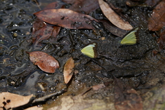Appias lyncida eleonora