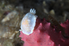 Goniobranchus epicurius