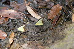 Appias lyncida eleonora