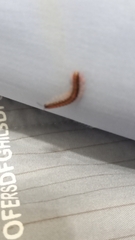 Helicorthomorpha holstii