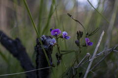 Glycine clandestina