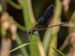 Calopteryx haemorrhoidalis