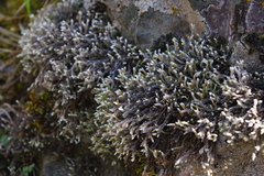 Hedwigia emodica