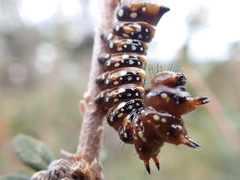 Psalidostetha banksiae