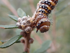 Psalidostetha banksiae