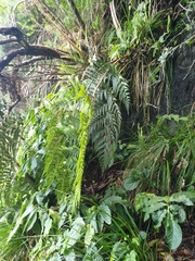 Cyathea