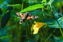 Macroglossum pyrrhosticta