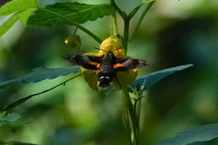 Macroglossum pyrrhosticta